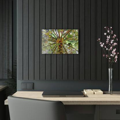 Acrylic Prints - US Made - Ideal for a Stunning Home/Office Decor Ideas - El Yunque Rainforest - The ancient Fern Palm - CCMM* - Green Forest Home
