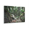 Acrylic Prints - US Made - Ideal for a Stunning Home/Office Decor Ideas - El Yunque Rainforest - The Early Holy Spirit River as painting - CCMM* - Green Forest Home