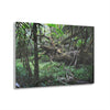 Acrylic Prints - US Made - Ideal for a Stunning Home/Office Decor Ideas - El Yunque Rainforest - The Early Holy Spirit River - CCMM* - Green Forest Home