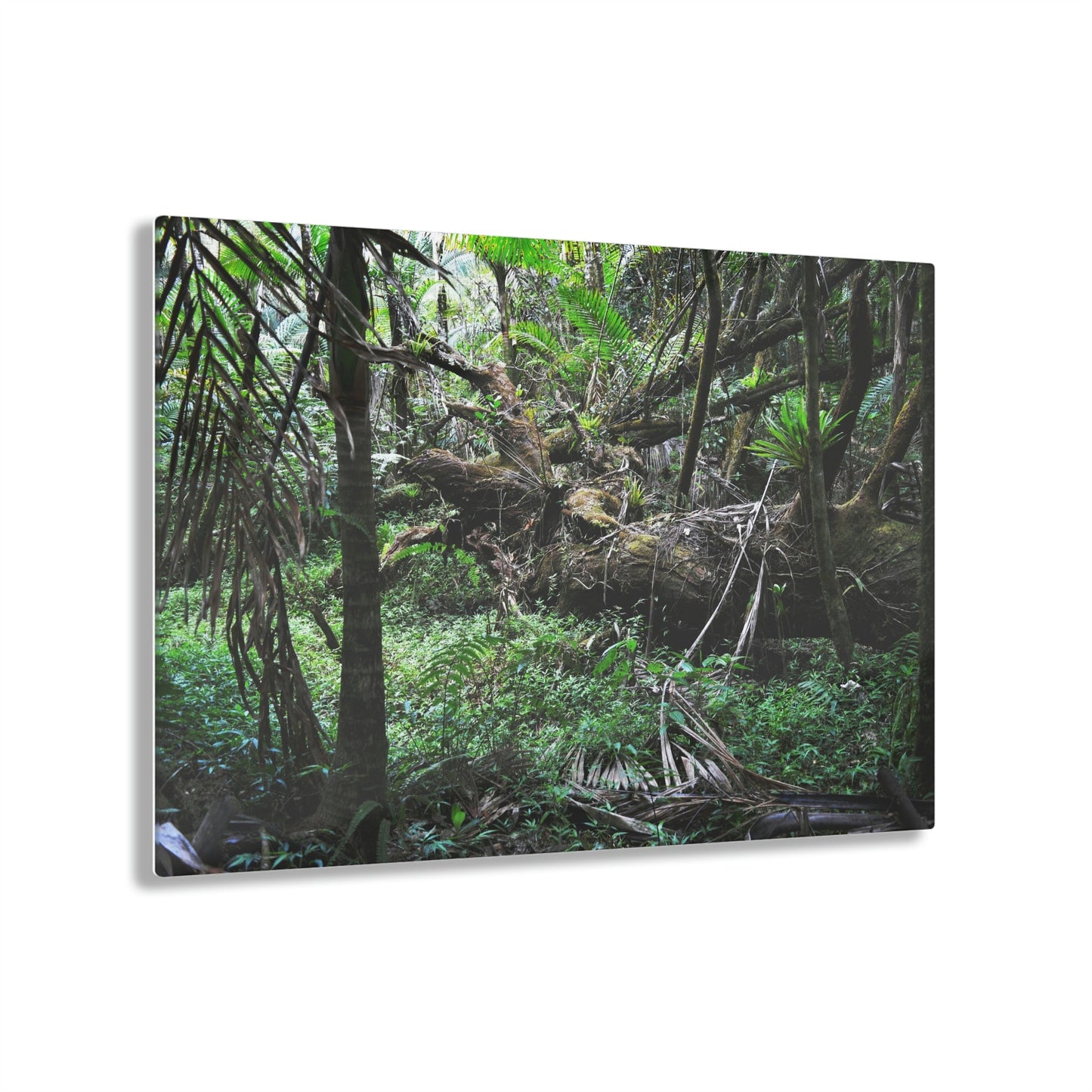 Acrylic Prints - US Made - Ideal for a Stunning Home/Office Decor Ideas - El Yunque Rainforest - The Early Holy Spirit River - CCMM* - Green Forest Home