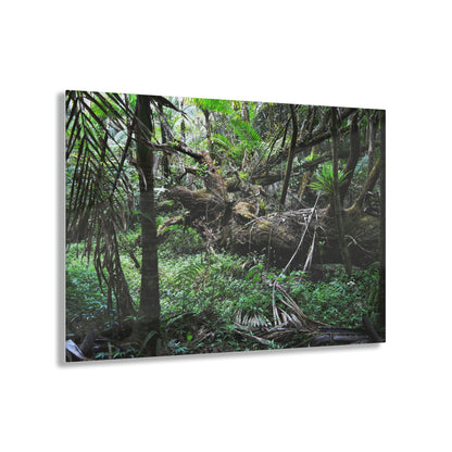Acrylic Prints - US Made - Ideal for a Stunning Home/Office Decor Ideas - El Yunque Rainforest - The Early Holy Spirit River - CCMM* - Green Forest Home