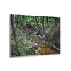 Acrylic Prints - US Made - Ideal for a Stunning Home/Office Decor Ideas - El Yunque Rainforest - The Early Holy Spirit River - CCMM* - Green Forest Home