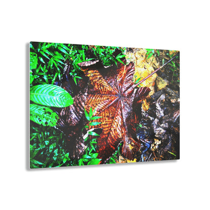 Acrylic Prints - US Made - Ideal for a Stunning Home/Office Decor Ideas - El Yunque Rainforest - The Early Holy Spirit River - CCMM* - Green Forest Home