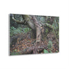 Acrylic Prints - US Made - Ideal for a Stunning Home/Office Decor Ideas - El Yunque Rainforest - Tradewinds Trail Cloud Forest - CCMM* - Green Forest Home
