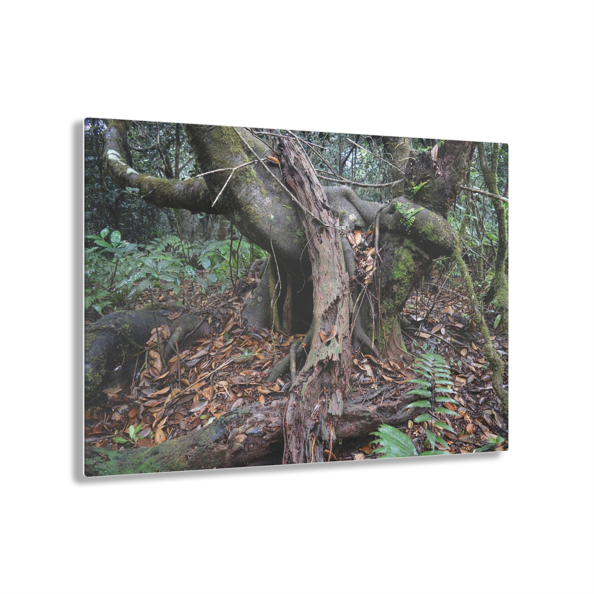 Acrylic Prints - US Made - Ideal for a Stunning Home/Office Decor Ideas - El Yunque Rainforest - Tradewinds Trail Cloud Forest - CCMM* - Green Forest Home
