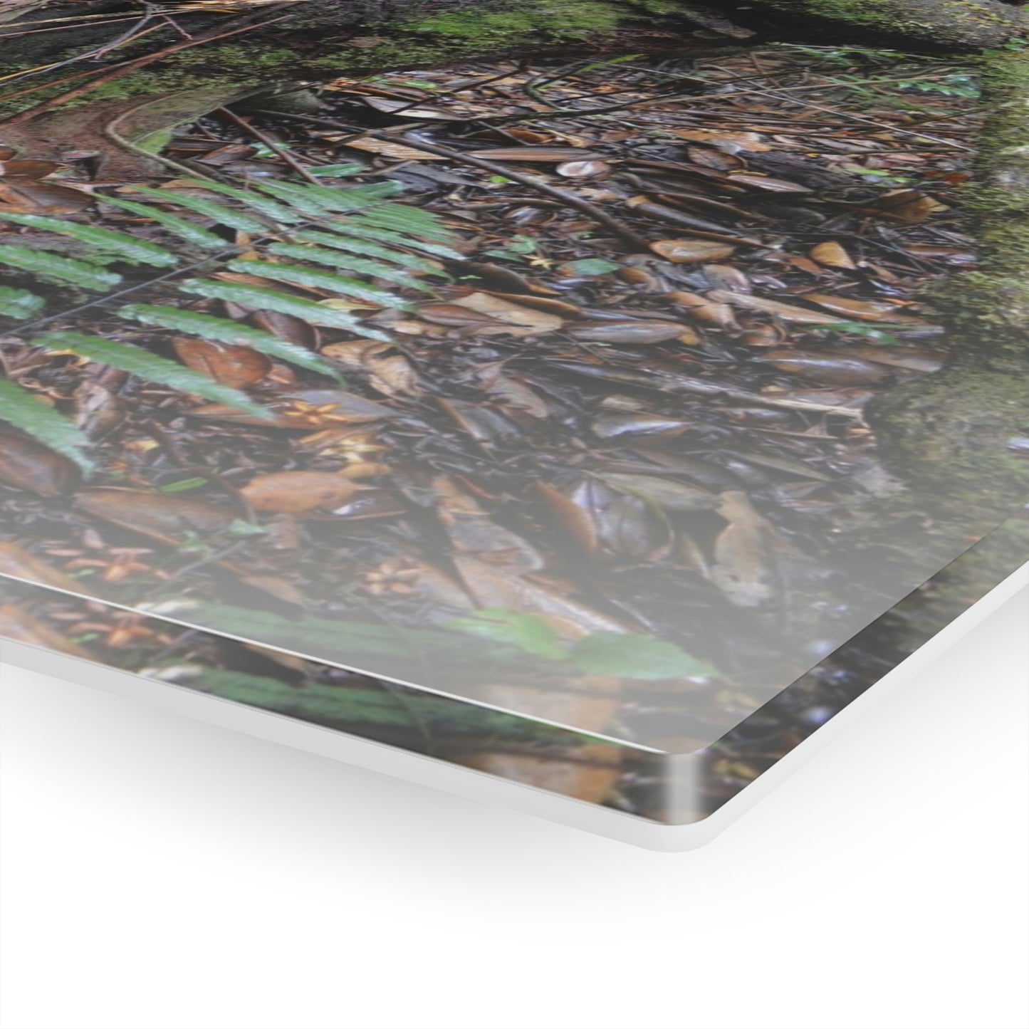 Acrylic Prints - US Made - Ideal for a Stunning Home/Office Decor Ideas - El Yunque Rainforest - Tradewinds Trail Cloud Forest - CCMM* - Green Forest Home
