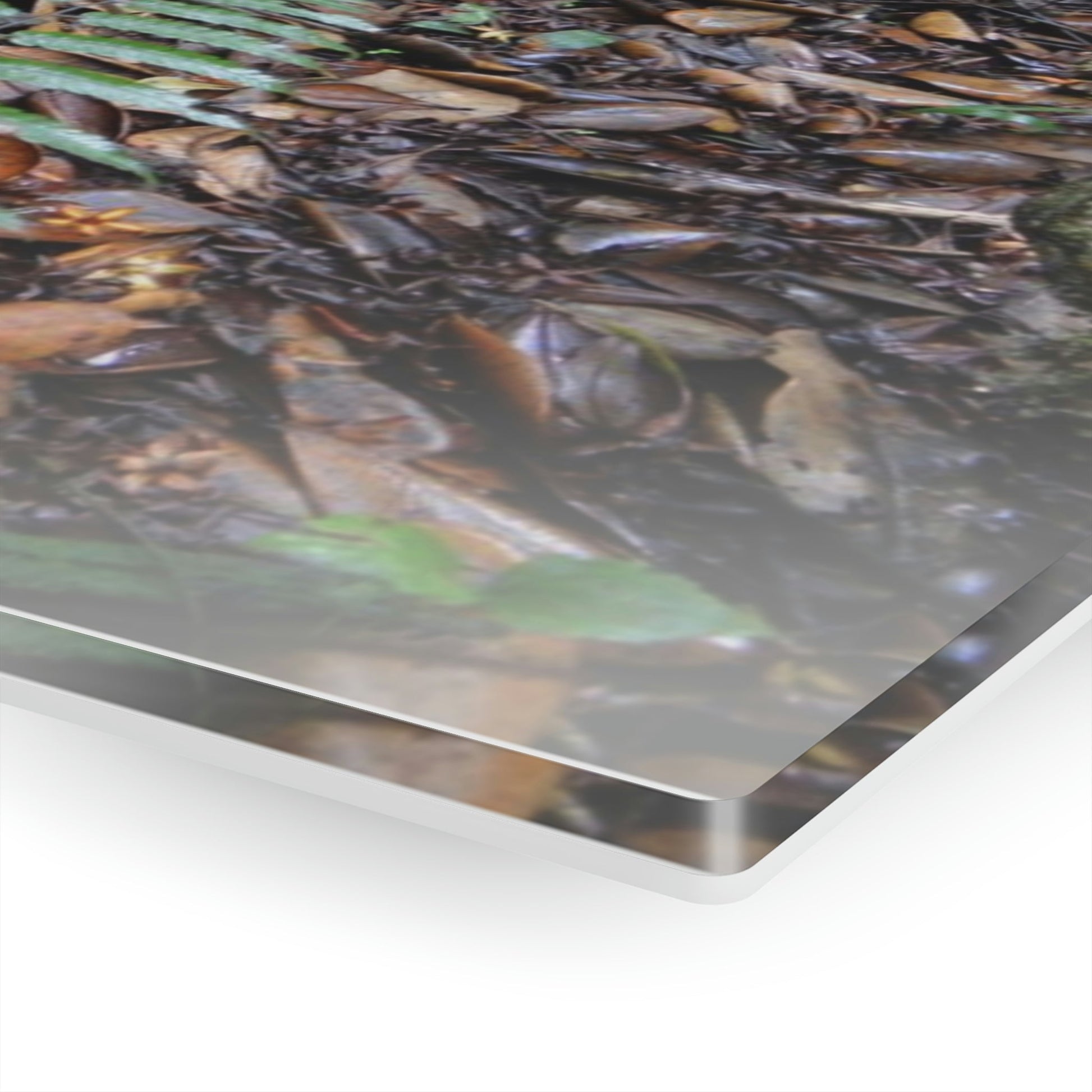 Acrylic Prints - US Made - Ideal for a Stunning Home/Office Decor Ideas - El Yunque Rainforest - Tradewinds Trail Cloud Forest - CCMM* - Green Forest Home