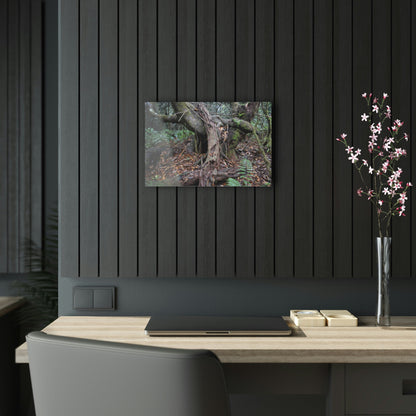 Acrylic Prints - US Made - Ideal for a Stunning Home/Office Decor Ideas - El Yunque Rainforest - Tradewinds Trail Cloud Forest - CCMM* - Green Forest Home