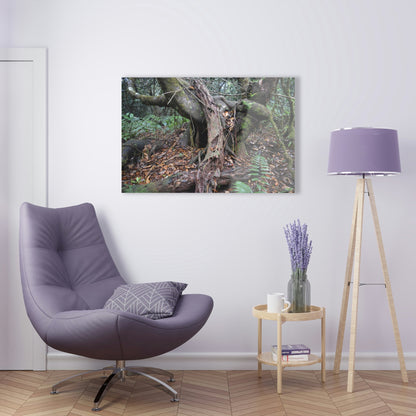 Acrylic Prints - US Made - Ideal for a Stunning Home/Office Decor Ideas - El Yunque Rainforest - Tradewinds Trail Cloud Forest - CCMM* - Green Forest Home