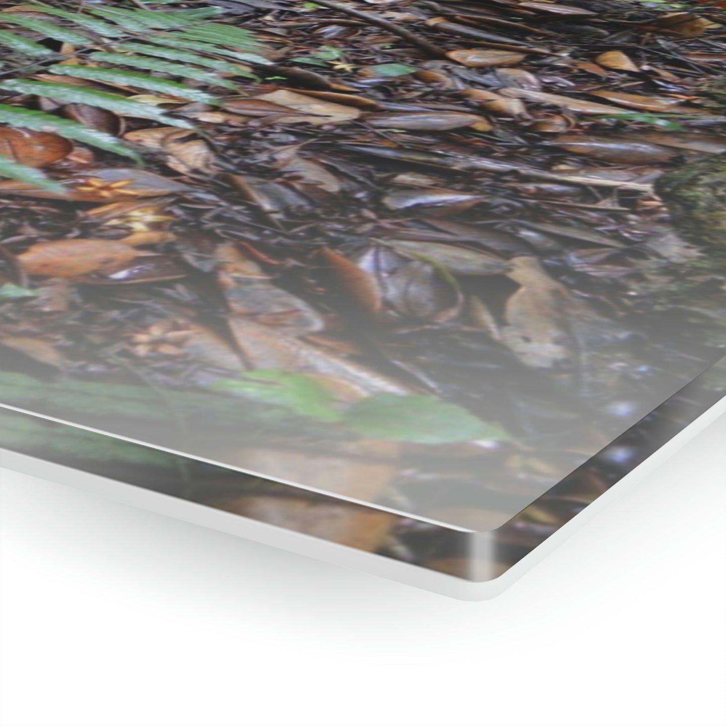Acrylic Prints - US Made - Ideal for a Stunning Home/Office Decor Ideas - El Yunque Rainforest - Tradewinds Trail Cloud Forest - CCMM* - Green Forest Home