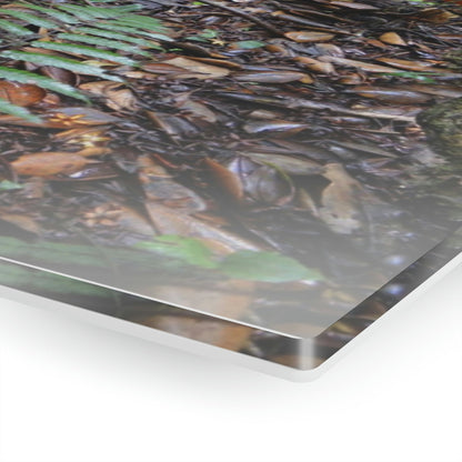 Acrylic Prints - US Made - Ideal for a Stunning Home/Office Decor Ideas - El Yunque Rainforest - Tradewinds Trail Cloud Forest - CCMM* - Green Forest Home