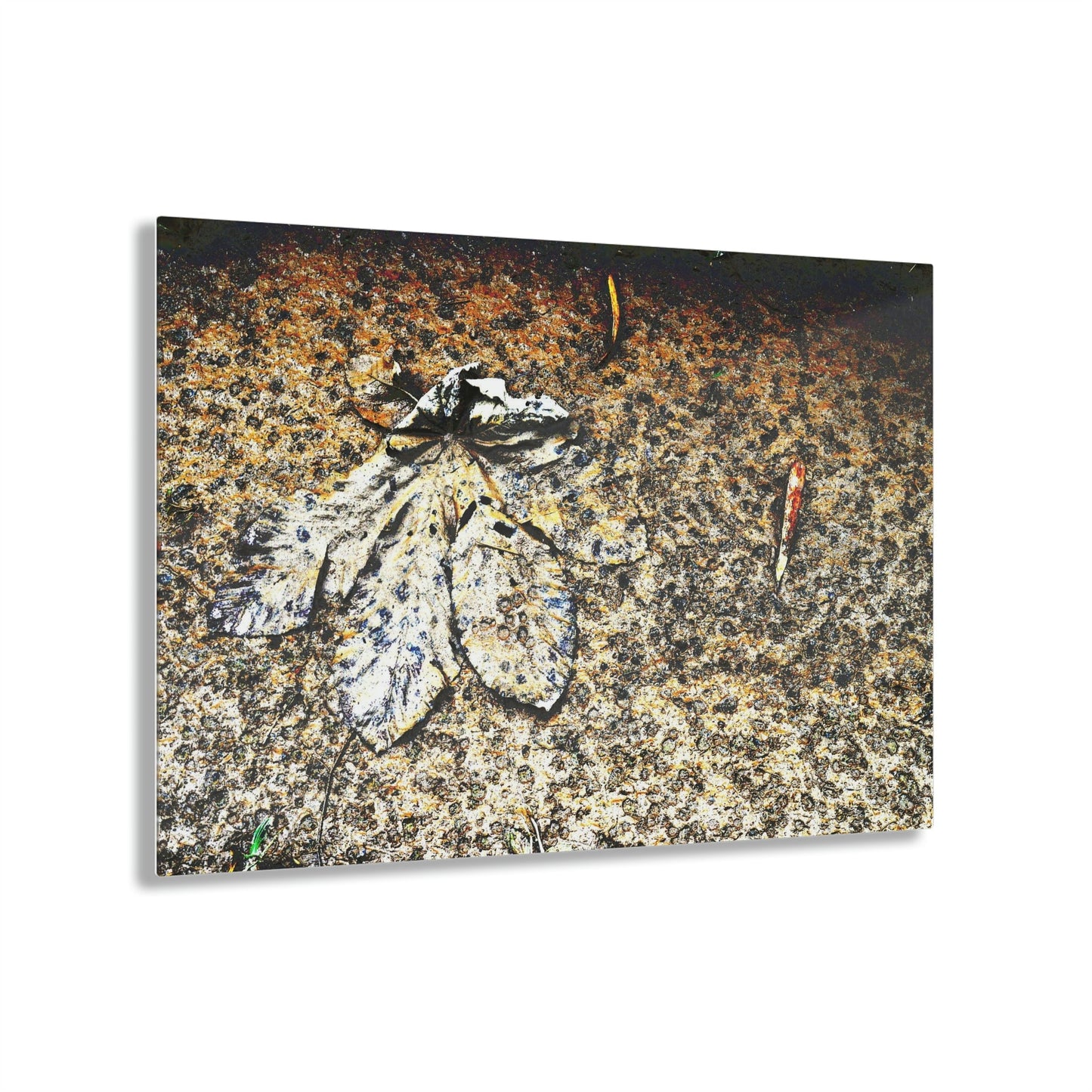 Acrylic Prints - US Made - Ideal for a Stunning Home/Office Decor Ideas - El Yunque Rainforest - Yagrumo leaf in mud with rain drops marks near river - CCMM* - Green Forest Home