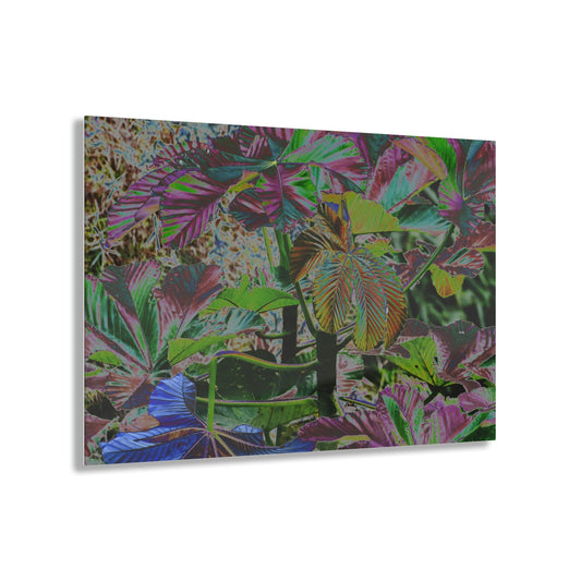 Acrylic Prints - US Made - Ideal for a Stunning Home/Office Decor Ideas - El Yunque - The Amazing fast-growing Yagrumo tree after Maria - CCMM* - Green Forest Home