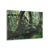 Acrylic Prints - US Made - Ideal for a Stunning Home/Office Decor Ideas - El Yunque - Tradewinds Trail Dance of Trees in Cloud Forest as Painting - CCMM* - Green Forest Home