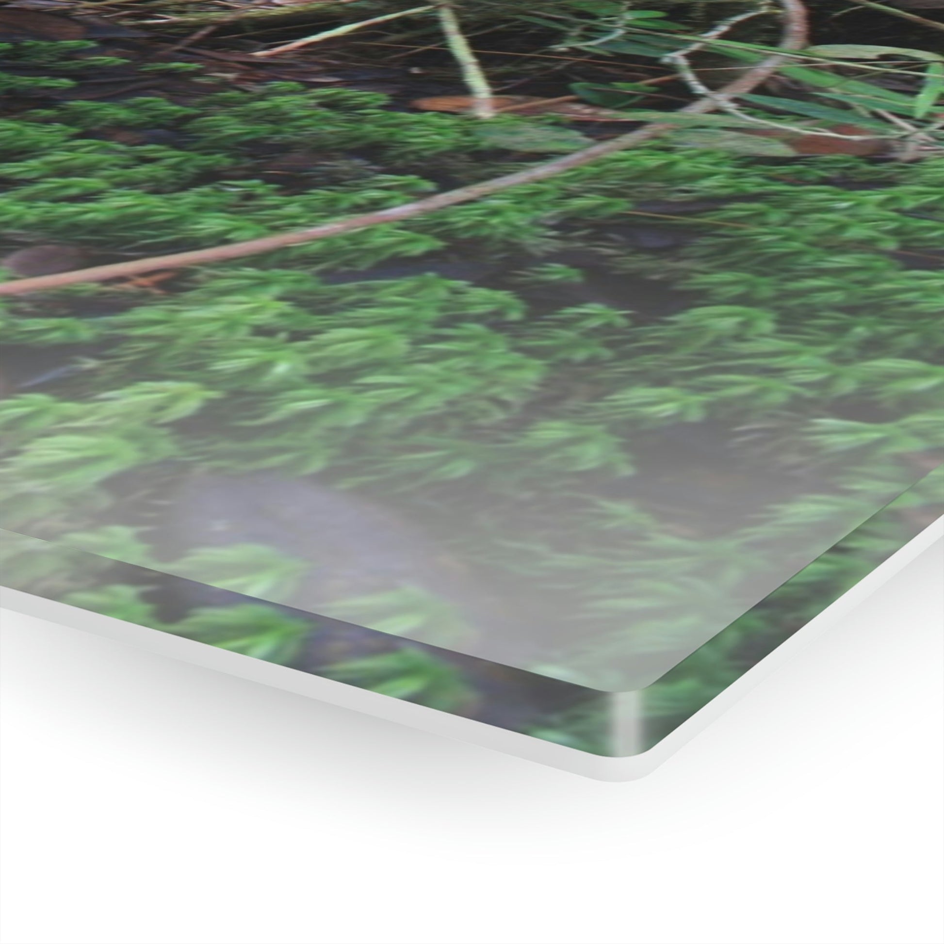 Acrylic Prints - US Made - Ideal for a Stunning Home/Office Decor Ideas - El Yunque - Tradewinds Trail Dance of Trees in Cloud Forest - CCMM* - Green Forest Home