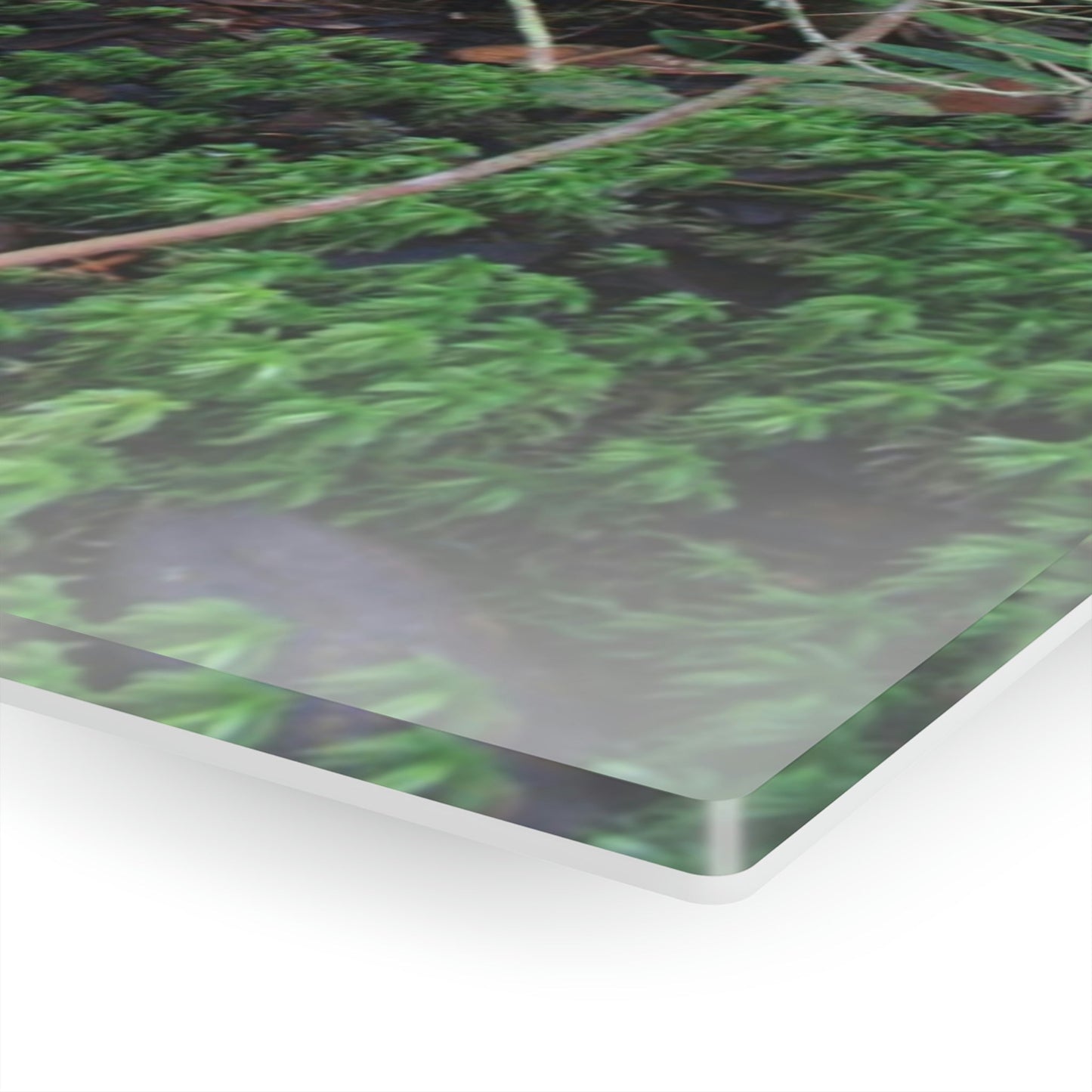 Acrylic Prints - US Made - Ideal for a Stunning Home/Office Decor Ideas - El Yunque - Tradewinds Trail Dance of Trees in Cloud Forest - CCMM* - Green Forest Home