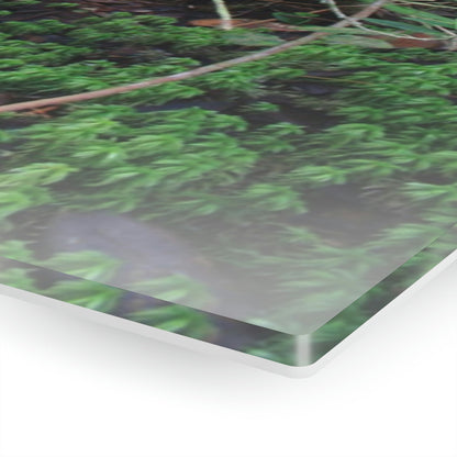 Acrylic Prints - US Made - Ideal for a Stunning Home/Office Decor Ideas - El Yunque - Tradewinds Trail Dance of Trees in Cloud Forest - CCMM* - Green Forest Home
