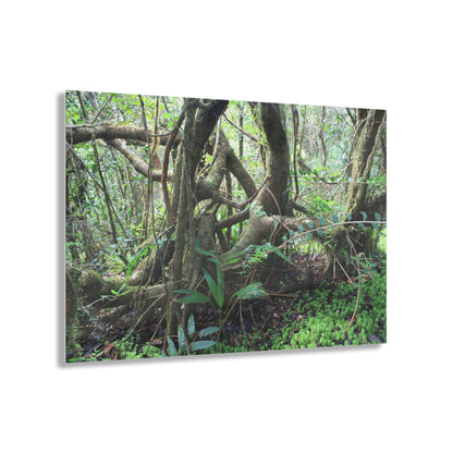 Acrylic Prints - US Made - Ideal for a Stunning Home/Office Decor Ideas - El Yunque - Tradewinds Trail Dance of Trees in Cloud Forest - CCMM* - Green Forest Home