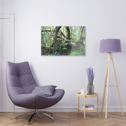 Acrylic Prints - US Made - Ideal for a Stunning Home/Office Decor Ideas - El Yunque - Tradewinds Trail Dance of Trees in Cloud Forest - CCMM* - Green Forest Home