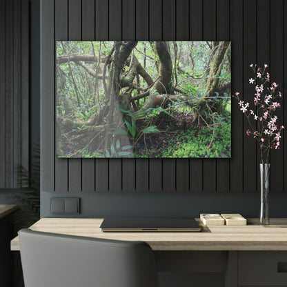 Acrylic Prints - US Made - Ideal for a Stunning Home/Office Decor Ideas - El Yunque - Tradewinds Trail Dance of Trees in Cloud Forest - CCMM* - Green Forest Home