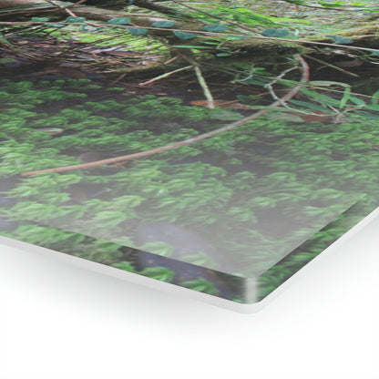 Acrylic Prints - US Made - Ideal for a Stunning Home/Office Decor Ideas - El Yunque - Tradewinds Trail Dance of Trees in Cloud Forest - CCMM* - Green Forest Home