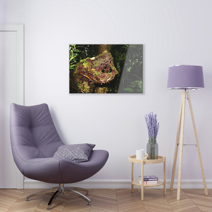 Acrylic Prints - US Made - Ideal for a Stunning Home/Office Decor Ideas - El Yunque - Tradewinds Trail The Cry f - CCMM* - Green Forest Home