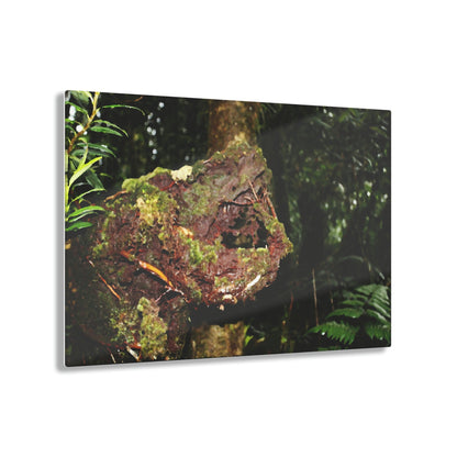 Acrylic Prints - US Made - Ideal for a Stunning Home/Office Decor Ideas - El Yunque - Tradewinds Trail The Cry f - CCMM* - Green Forest Home
