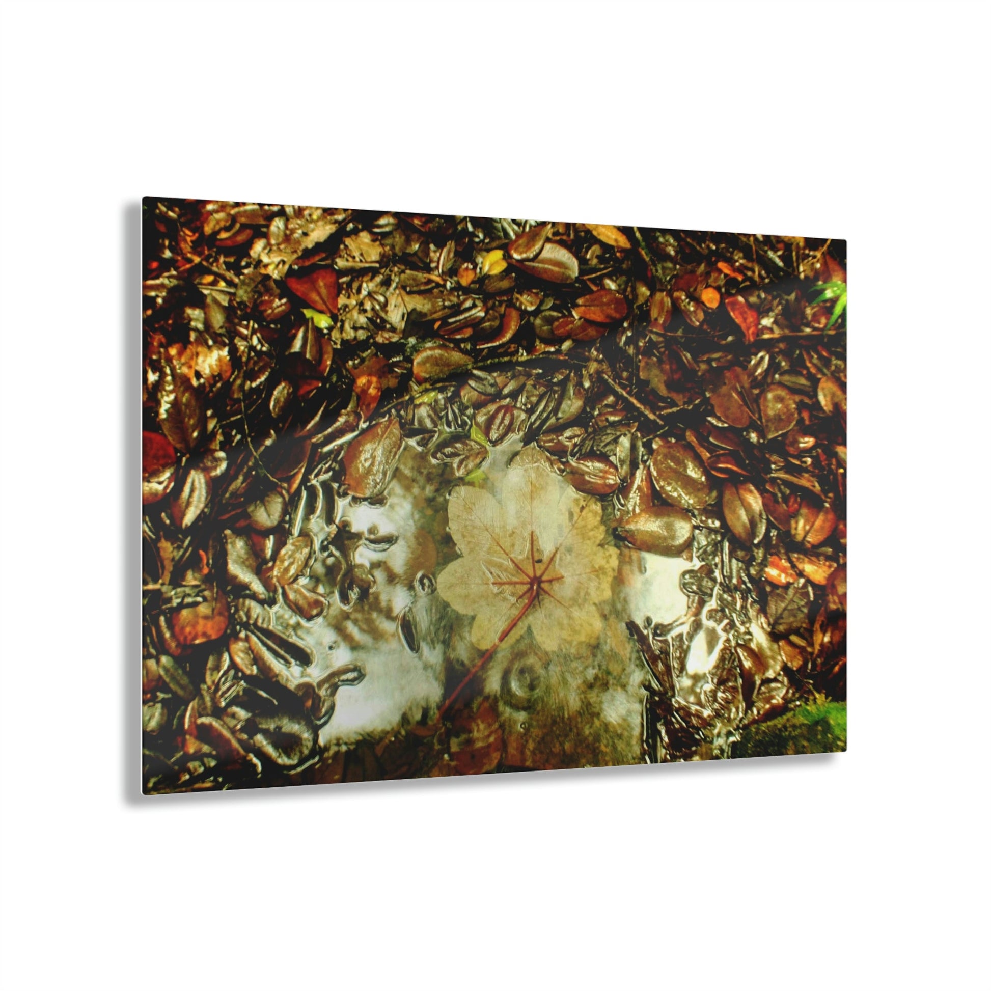 Acrylic Prints - US Made - Ideal for a Stunning Home/Office Decor Ideas - El Yunque - White side of Yagrumo lead on Tradewinds Trail - CCMM* - Green Forest Home