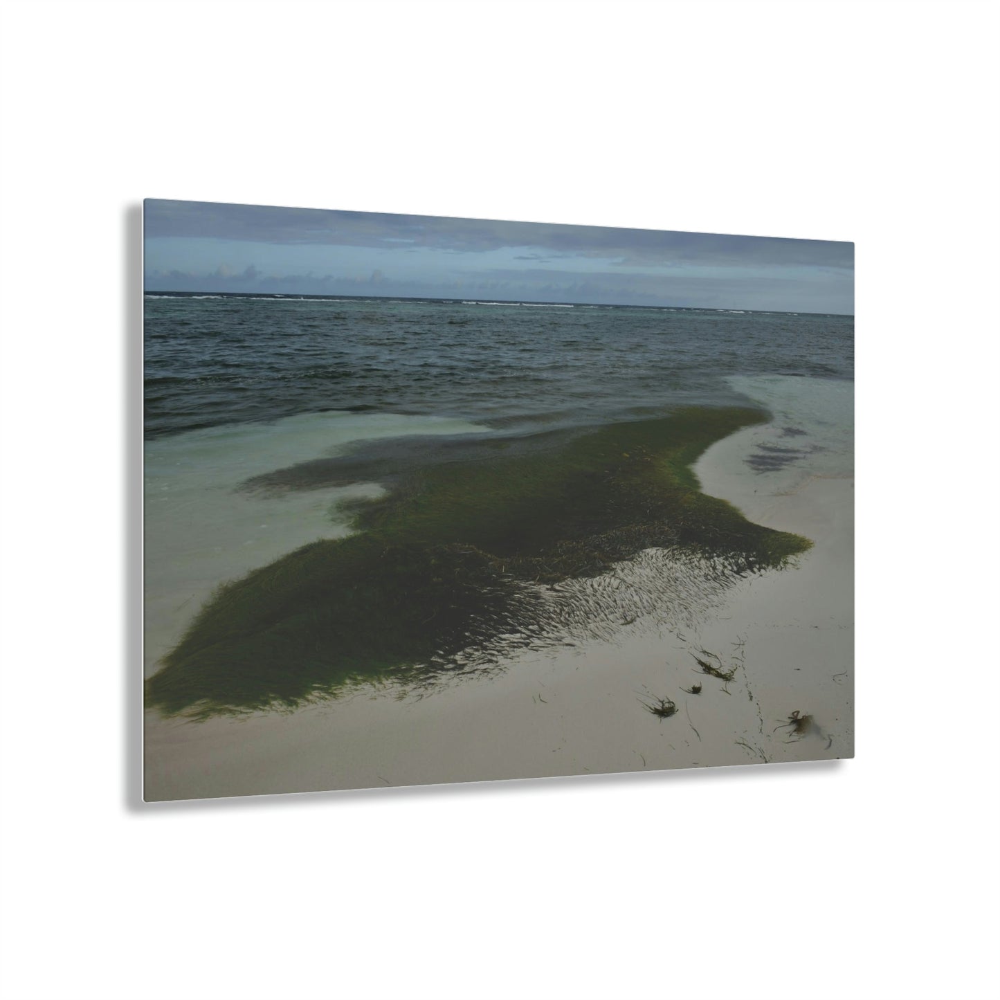 Acrylic Prints - US Made - Ideal for a Stunning Home/Office Decor Ideas - Inspirations from Nature - Remote Mona island - Pajaros Beach Algae formations ** - Green Forest Home