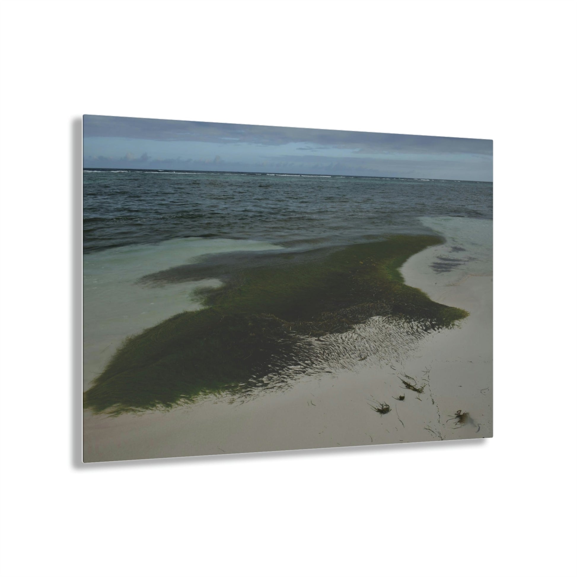 Acrylic Prints - US Made - Ideal for a Stunning Home/Office Decor Ideas - Inspirations from Nature - Remote Mona island - Pajaros Beach Algae formations ** - Green Forest Home