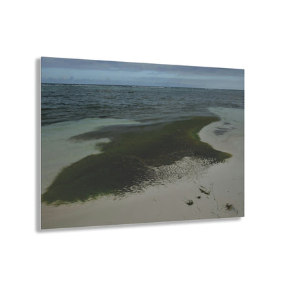 Acrylic Prints - US Made - Ideal for a Stunning Home/Office Decor Ideas - Inspirations from Nature - Remote Mona island - Pajaros Beach Algae formations ** - Green Forest Home