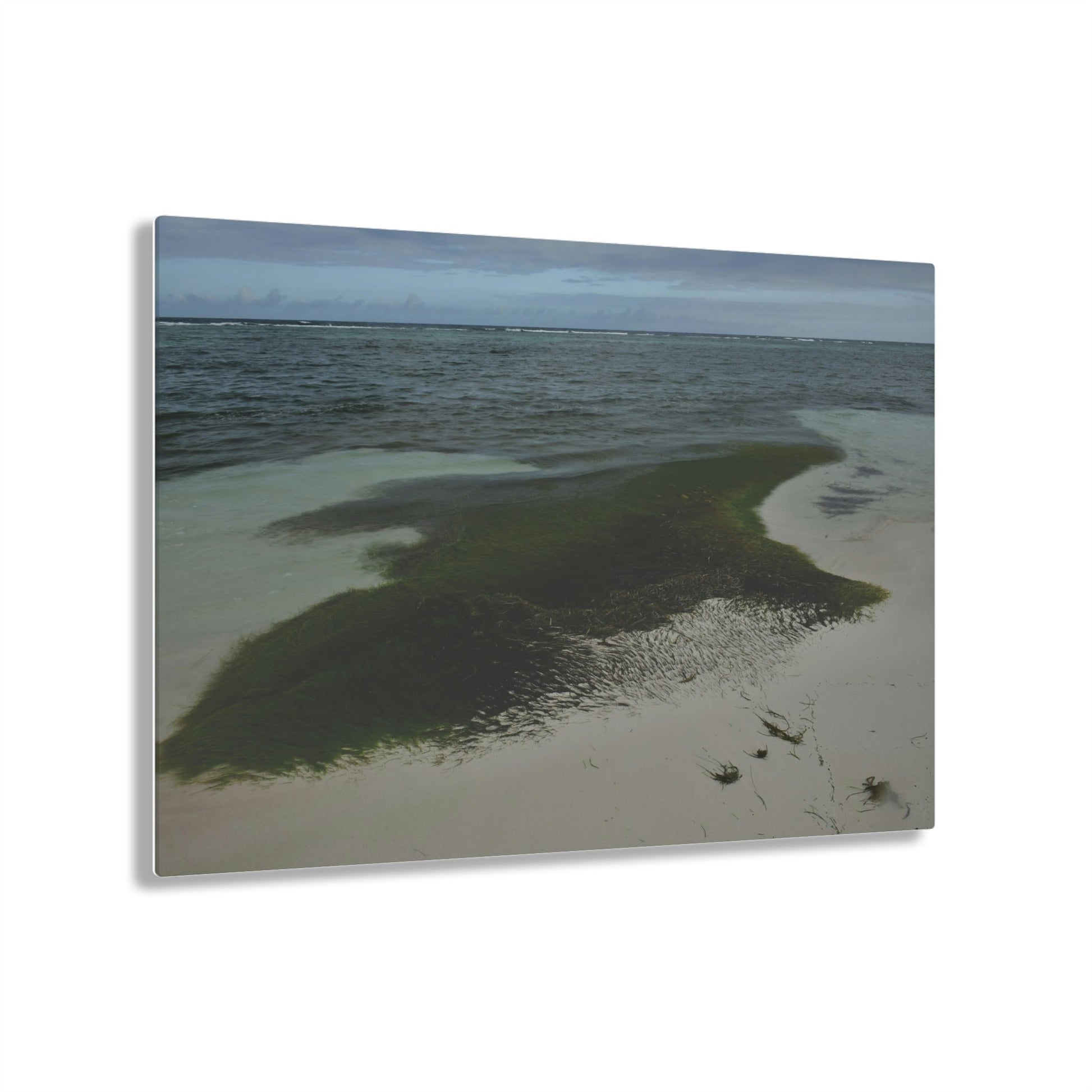 Acrylic Prints - US Made - Ideal for a Stunning Home/Office Decor Ideas - Inspirations from Nature - Remote Mona island - Pajaros Beach Algae formations ** - Green Forest Home