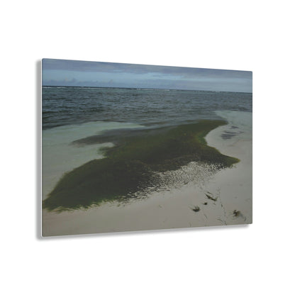 Acrylic Prints - US Made - Ideal for a Stunning Home/Office Decor Ideas - Inspirations from Nature - Remote Mona island - Pajaros Beach Algae formations ** - Green Forest Home