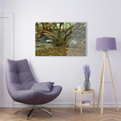 Acrylic Prints - US Made - Ideal for a Stunning Home/Office Decor Ideas - Inspirations from Nature - Remote Mona island Radiating Trees Close to Beach - Green Forest Home