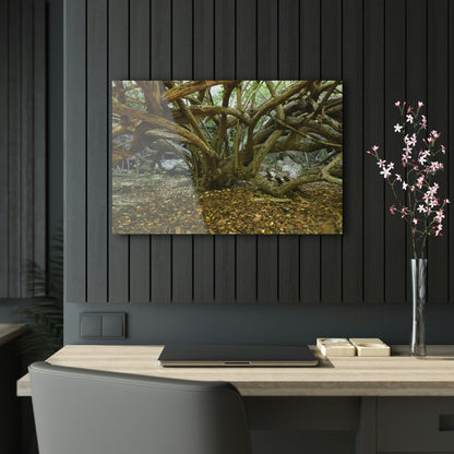 Acrylic Prints - US Made - Ideal for a Stunning Home/Office Decor Ideas - Inspirations from Nature - Remote Mona island Radiating Trees Close to Beach - Green Forest Home