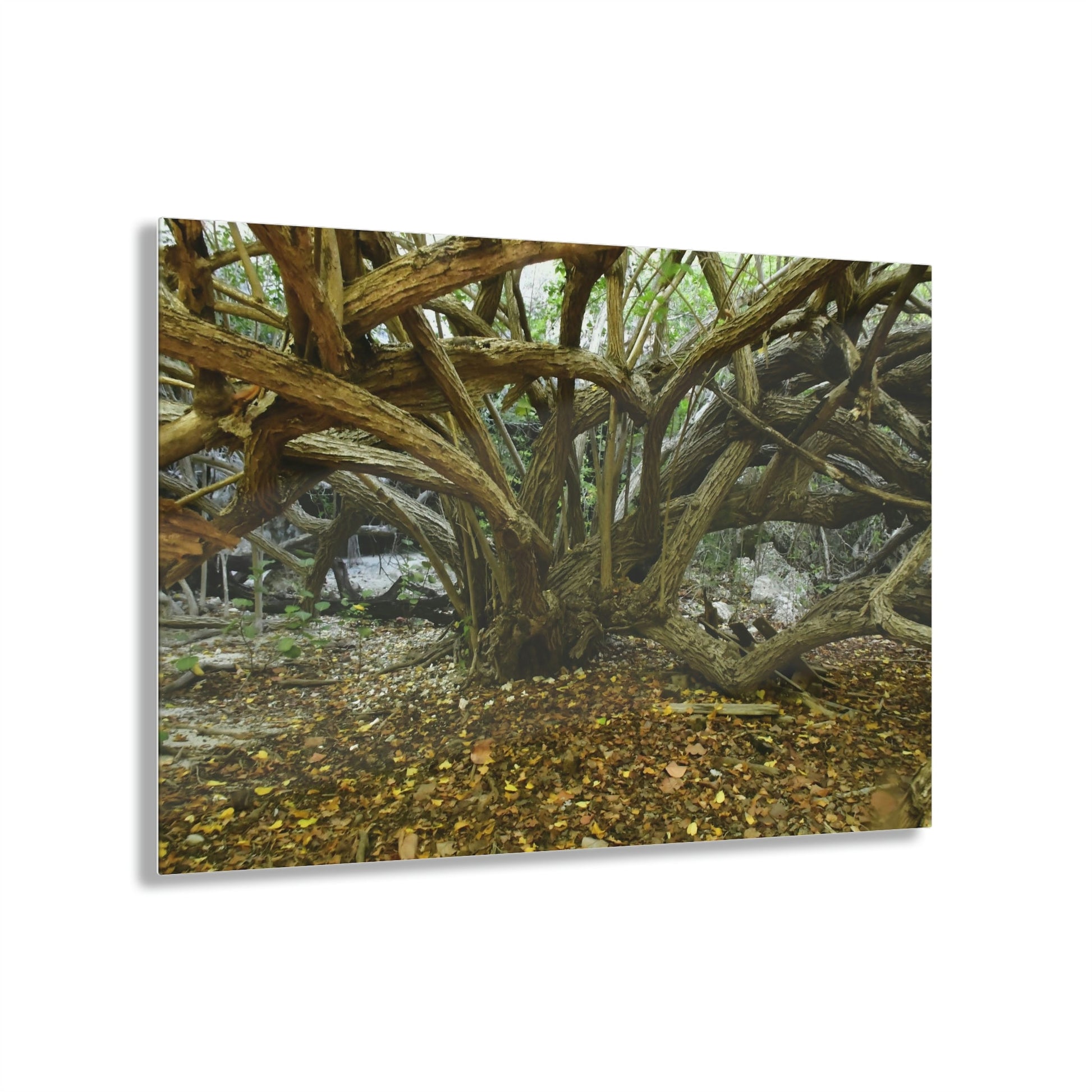 Acrylic Prints - US Made - Ideal for a Stunning Home/Office Decor Ideas - Inspirations from Nature - Remote Mona island Radiating Trees Close to Beach - Green Forest Home