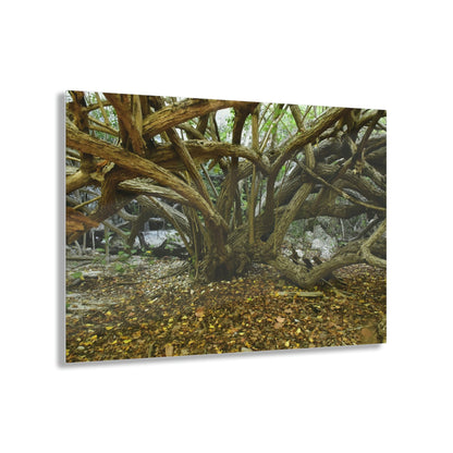 Acrylic Prints - US Made - Ideal for a Stunning Home/Office Decor Ideas - Inspirations from Nature - Remote Mona island Radiating Trees Close to Beach - Green Forest Home