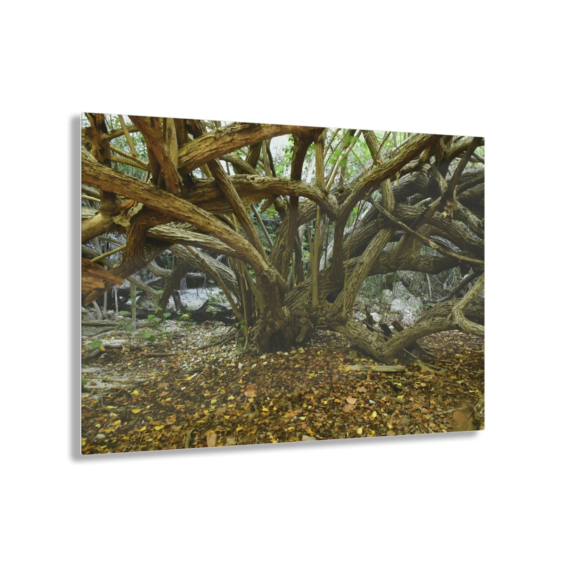 Acrylic Prints - US Made - Ideal for a Stunning Home/Office Decor Ideas - Inspirations from Nature - Remote Mona island Radiating Trees Close to Beach - Green Forest Home