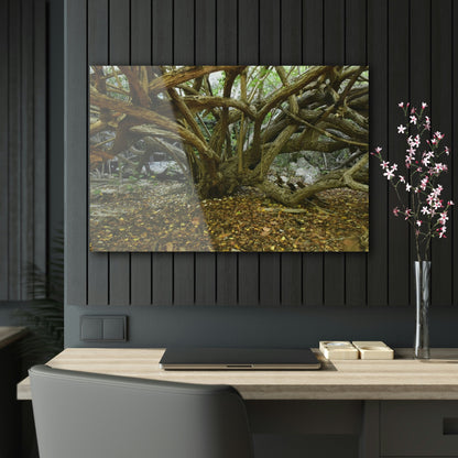 Acrylic Prints - US Made - Ideal for a Stunning Home/Office Decor Ideas - Inspirations from Nature - Remote Mona island Radiating Trees Close to Beach - Green Forest Home