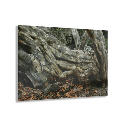 Acrylic Prints - US Made - Ideal for a Stunning Home/Office Decor Ideas - Inspirations from Nature - Remote Mona island - Rock hard Uvero Tree near beach - Green Forest Home