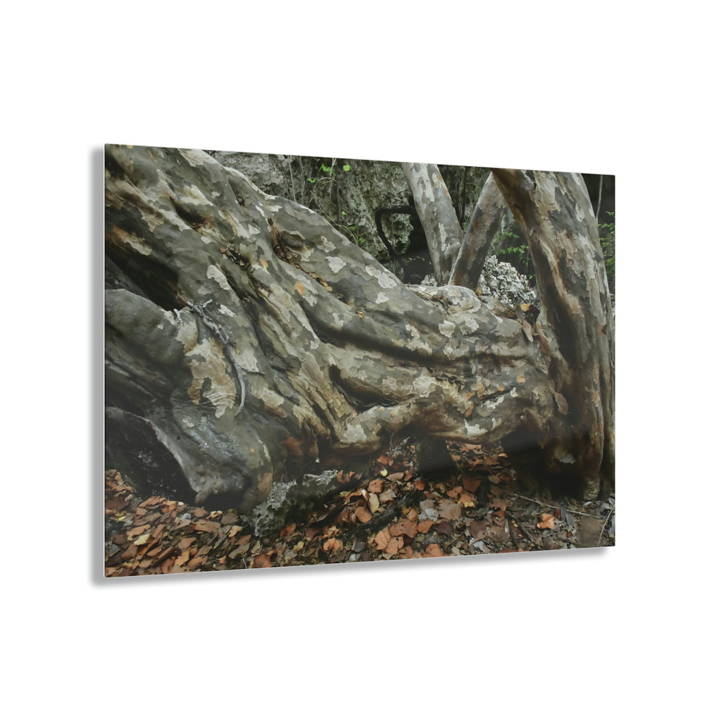 Acrylic Prints - US Made - Ideal for a Stunning Home/Office Decor Ideas - Inspirations from Nature - Remote Mona island - Rock hard Uvero Tree near beach - Green Forest Home