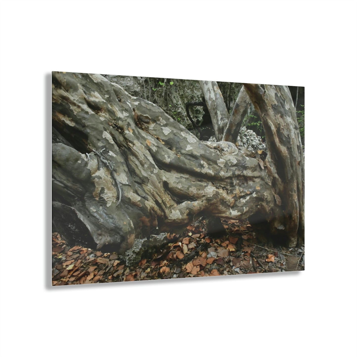 Acrylic Prints - US Made - Ideal for a Stunning Home/Office Decor Ideas - Inspirations from Nature - Remote Mona island - Rock hard Uvero Tree near beach - Green Forest Home