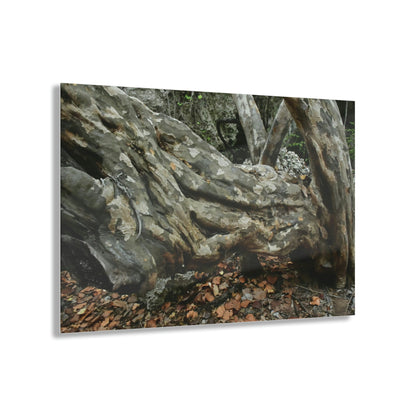 Acrylic Prints - US Made - Ideal for a Stunning Home/Office Decor Ideas - Inspirations from Nature - Remote Mona island - Rock hard Uvero Tree near beach - Green Forest Home