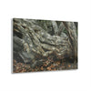 Acrylic Prints - US Made - Ideal for a Stunning Home/Office Decor Ideas - Inspirations from Nature - Remote Mona island - Rock hard Uvero Tree near beach - Green Forest Home