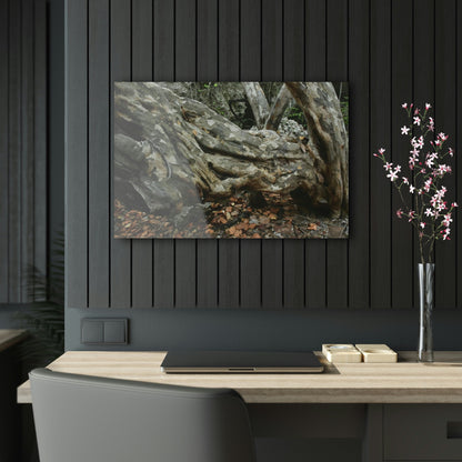 Acrylic Prints - US Made - Ideal for a Stunning Home/Office Decor Ideas - Inspirations from Nature - Remote Mona island - Rock hard Uvero Tree near beach - Green Forest Home