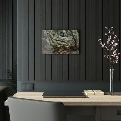 Acrylic Prints - US Made - Ideal for a Stunning Home/Office Decor Ideas - Inspirations from Nature - Remote Mona island - Rock hard Uvero Tree near beach - Green Forest Home