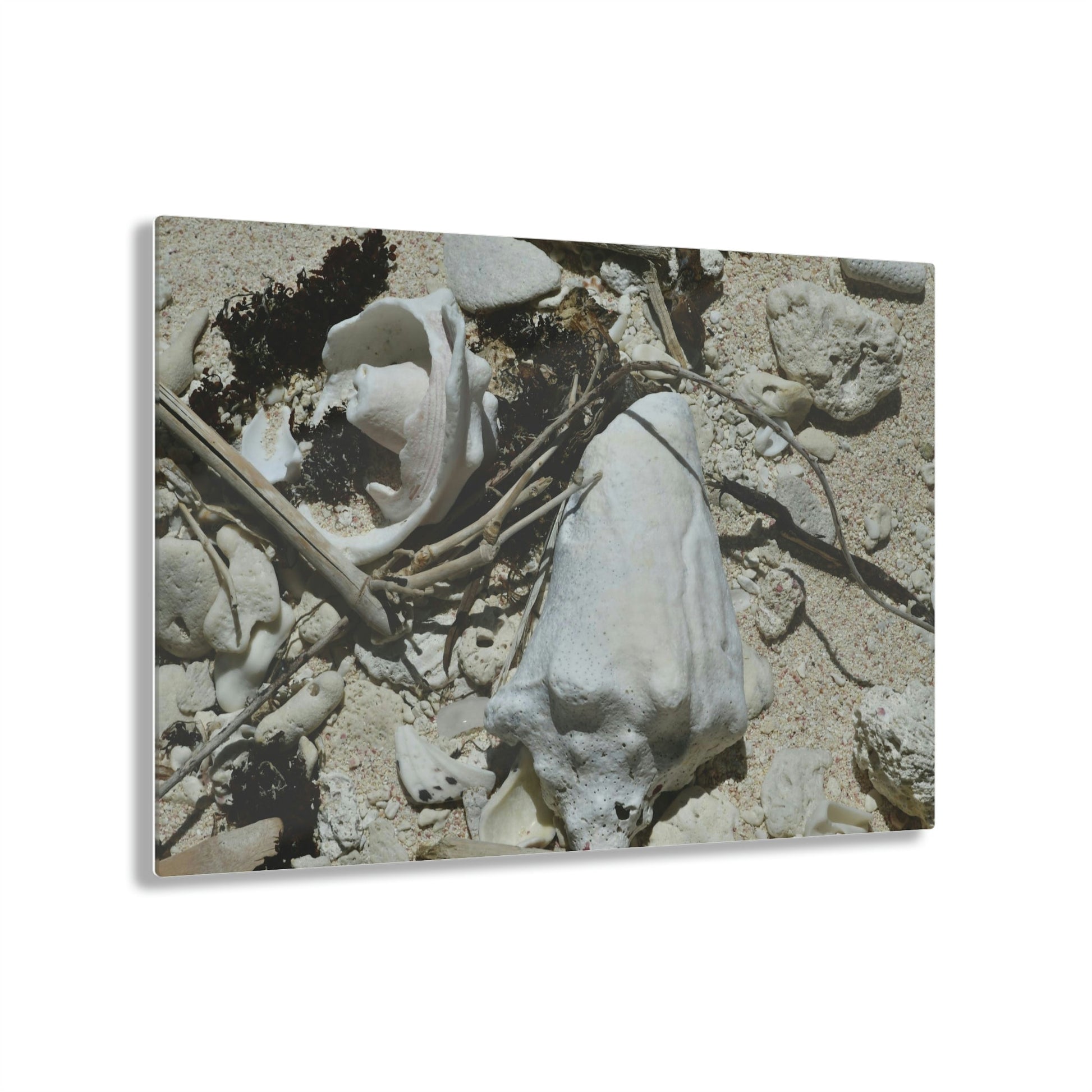 Acrylic Prints - US Made - Ideal for a Stunning Home/Office Decor Ideas - Inspirations from Nature - Remote Mona island - What the Tide Brings & Sea Shells - Green Forest Home