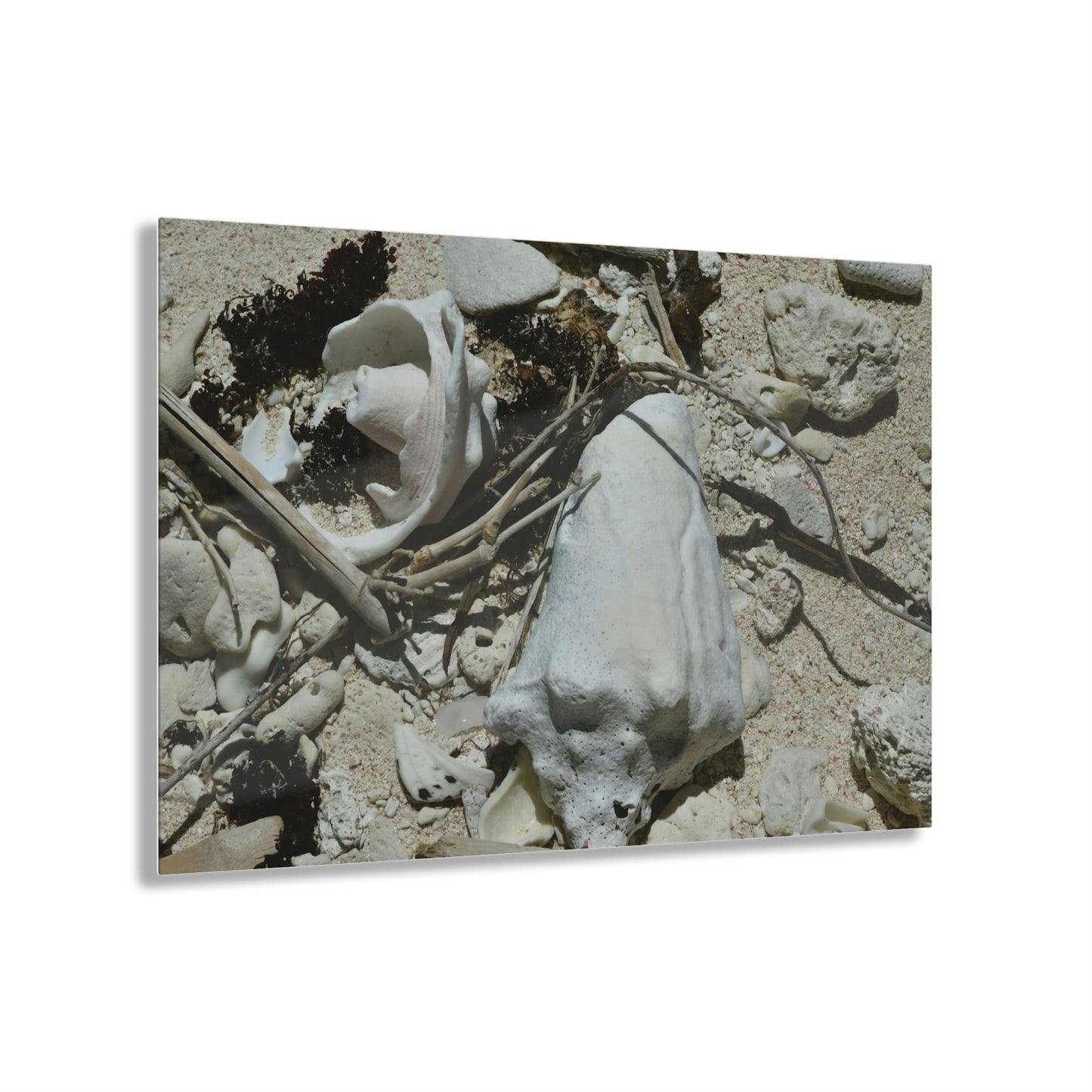 Acrylic Prints - US Made - Ideal for a Stunning Home/Office Decor Ideas - Inspirations from Nature - Remote Mona island - What the Tide Brings & Sea Shells - Green Forest Home