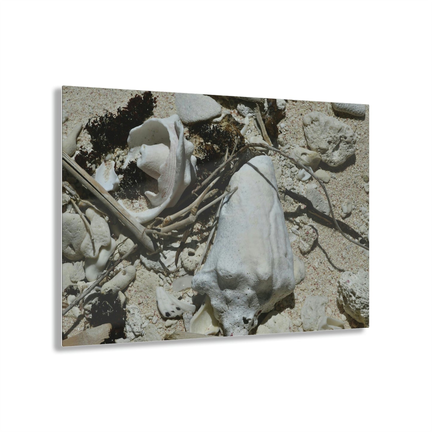 Acrylic Prints - US Made - Ideal for a Stunning Home/Office Decor Ideas - Inspirations from Nature - Remote Mona island - What the Tide Brings & Sea Shells - Green Forest Home