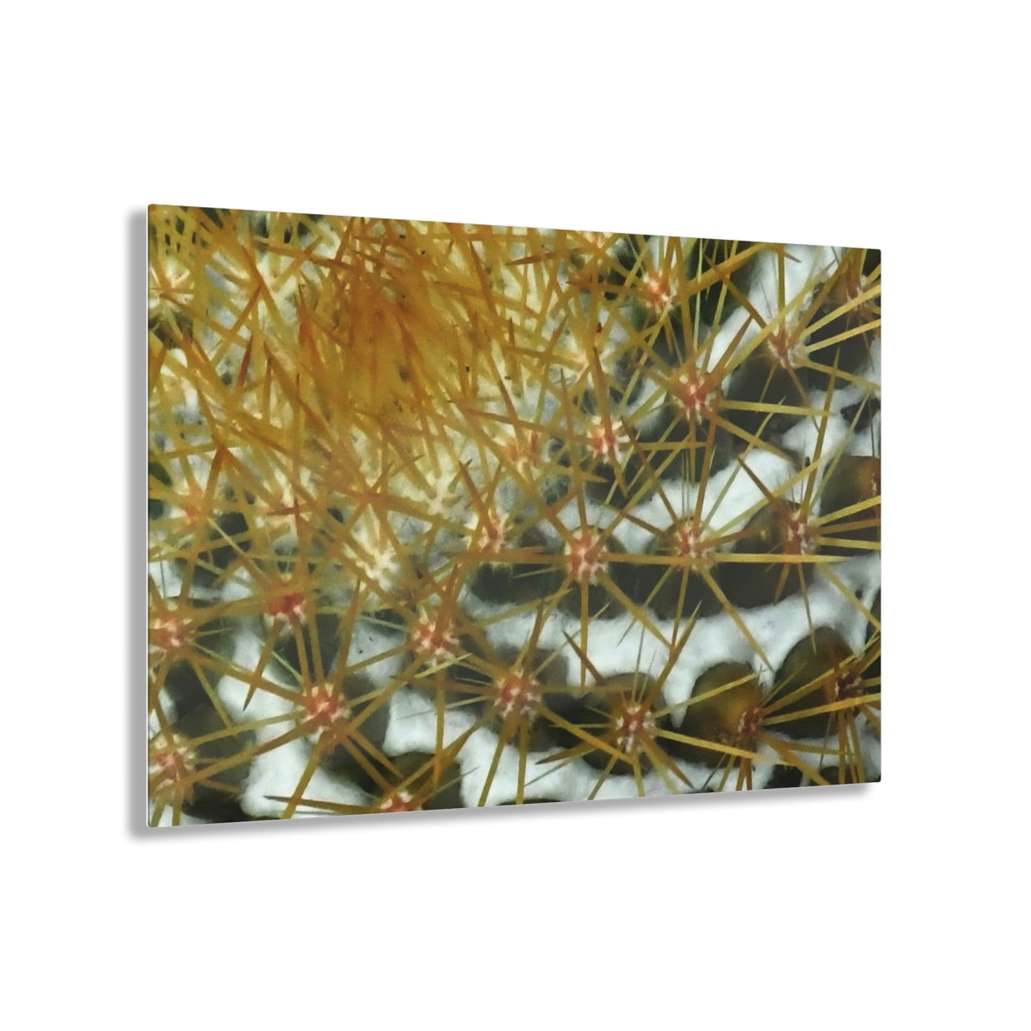 Acrylic Prints - US Made - Ideal for a Stunning Home/Office Decor Ideas - Remote Mona island - Closeup of Monas Cactus in the Plateau - CCMM* - Green Forest Home
